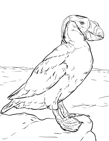 Tufted Puffin Coloring Page